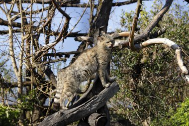 Doğada Avrupa Wildcat