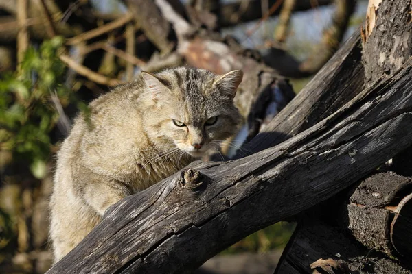 Европейская Дикая Кошка Природе — стоковое фото