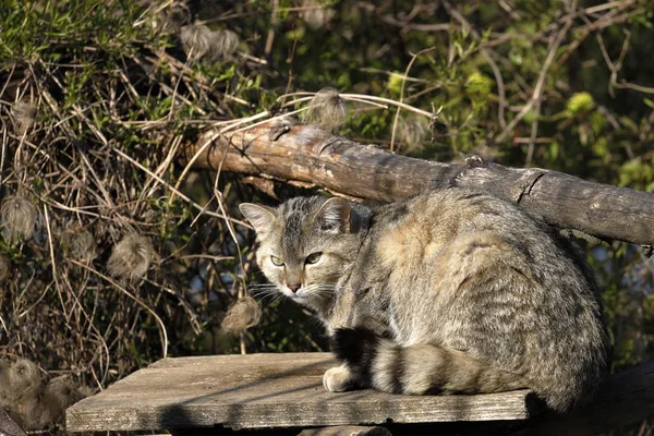 Europese Wildcat Natuur — Stockfoto