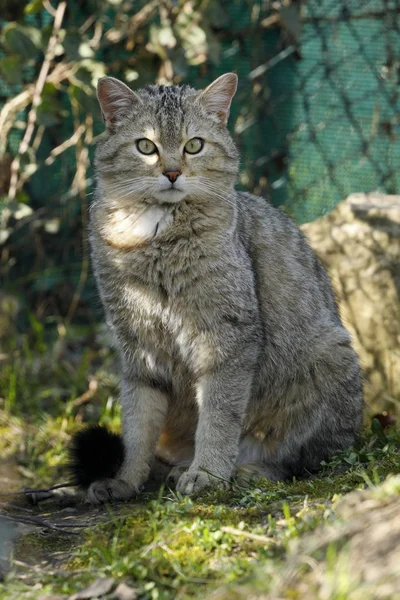 Gato Selvagem Europeu Natureza — Fotografia de Stock