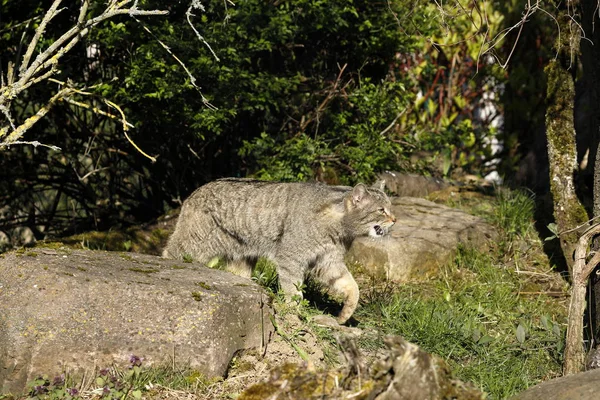 Gatto Selvatico Europeo Nella Natura — Foto Stock