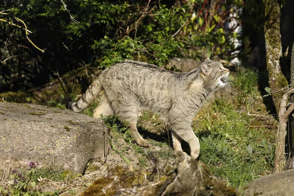 Gato Selvagem Europeu Natureza — Fotografia de Stock