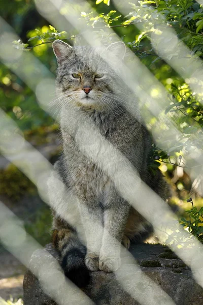 자연의 와일드캣 — 스톡 사진