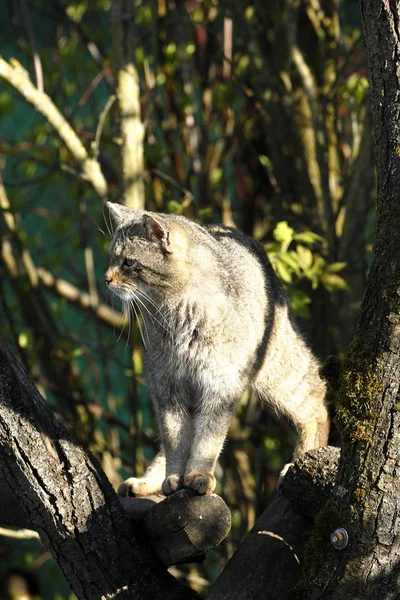 Europese Wildcat Natuur — Stockfoto