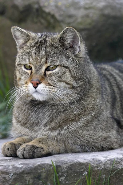 European Wildcat Nature — Stock Photo, Image