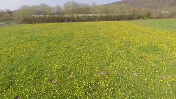 Löwenzahn Auf Einer Wiese — Stockvideo