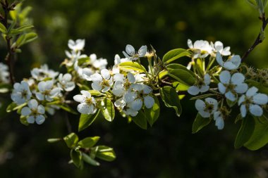 İlkbaharda kiraz çiçekleri