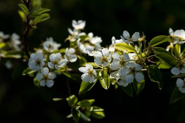 İlkbaharda kiraz çiçekleri
