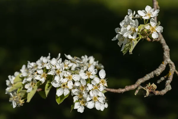 Cherry Blossoms Spring — Stock Photo, Image