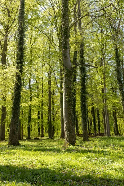 Bosque Hayas Primavera — Foto de Stock