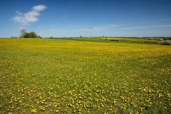 Weiden Velden Met Paardenbloem Bloesems — Stockfoto