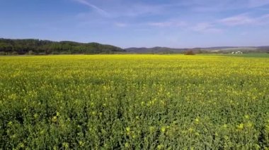 Kolza tarlaları tam çiçeklenme de
