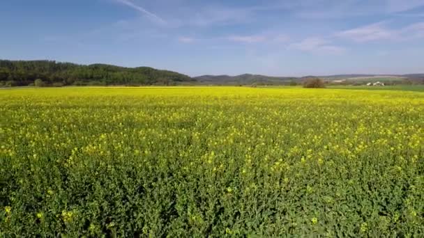 Campos Colza Plena Floração — Vídeo de Stock