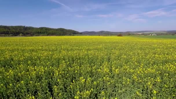 Campos Colza Plena Floración — Vídeos de Stock