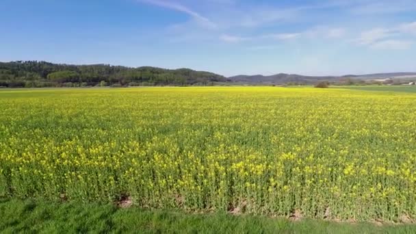 Rapeseed Fields Full Bloom — Stock Video