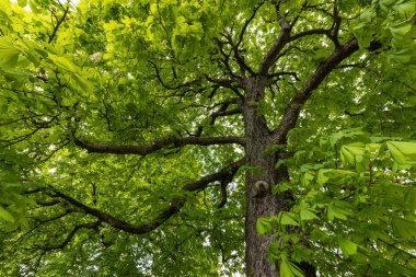 Baharda çiçek açan kestane ağaçları