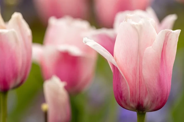 Flowering Tulips Spring — Stock Photo, Image