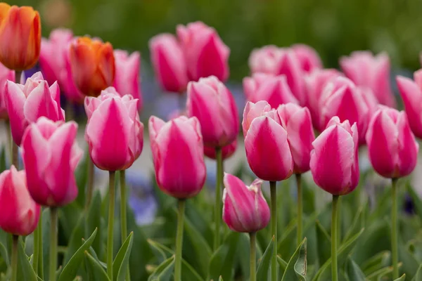 Tulipanes Florales Primavera — Foto de Stock