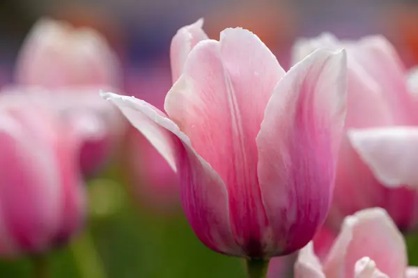 Flowering Tulips Spring — Stock Photo, Image