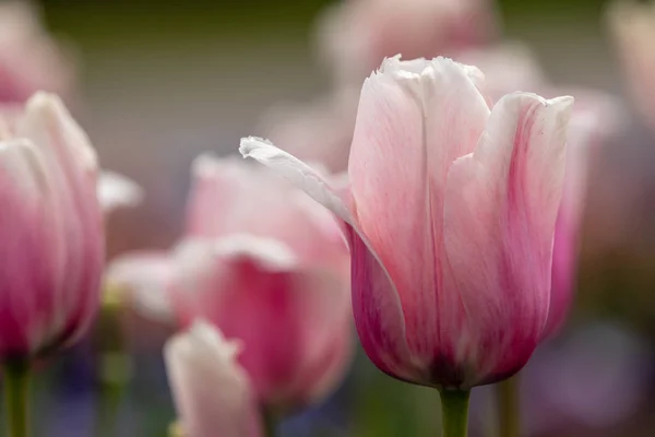 Flowering Tulips Spring — Stock Photo, Image