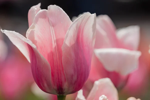 Kwitnące Tulipany Wiosną — Zdjęcie stockowe