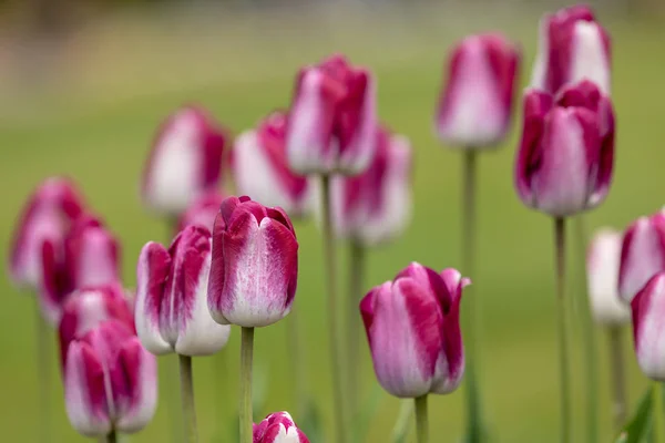 Flowering Tulips Spring — Stock Photo, Image