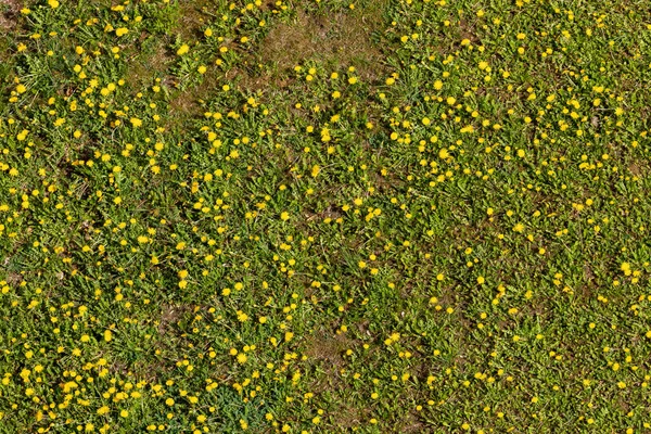 Dandelion Meadow — Stock Photo, Image