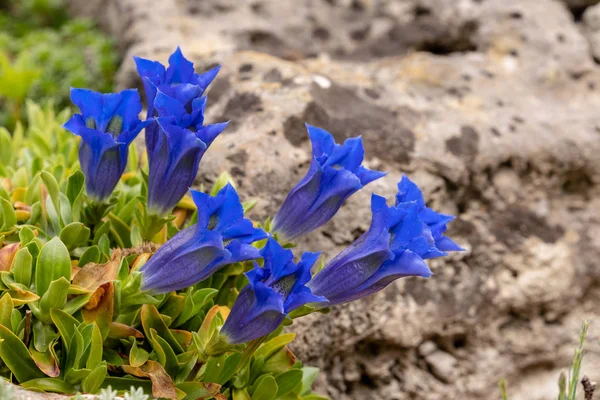 Blossoming Gentian Flowers — Stock Photo, Image