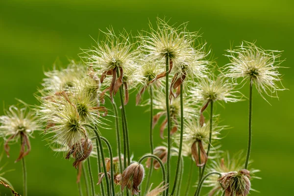 Flores Plantas Jardín — Foto de Stock