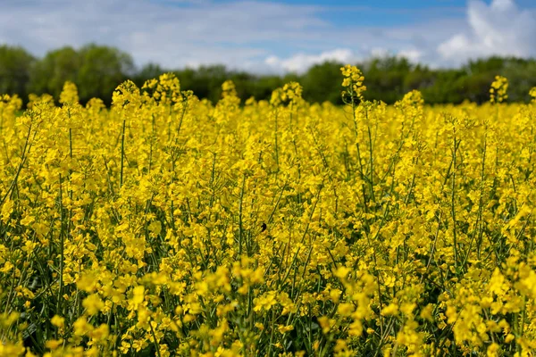 Campos Violação Primavera — Fotografia de Stock