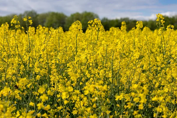 Campos Violação Primavera — Fotografia de Stock