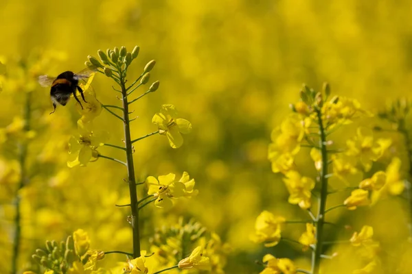 Bumblebee Campo Estupro Coletando Mel — Fotografia de Stock