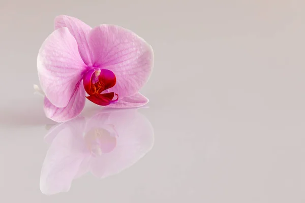 Орхидея Белом Фоне — стоковое фото