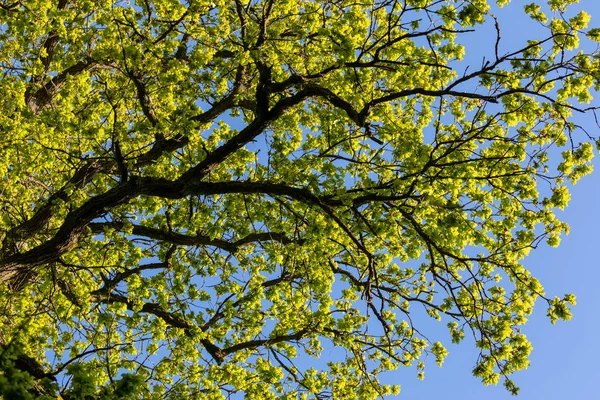 Der Wald Frühling — Stockfoto