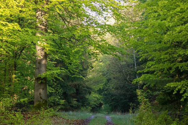 Skogsten Spring — Stockfoto