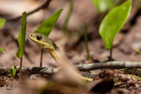 Eine Gewöhnliche Strumpfbandnatter Wald — Stockfoto