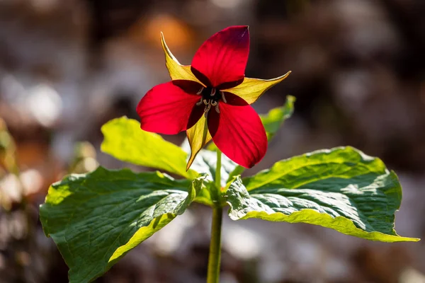 Red Trillium Light — Stock Photo, Image