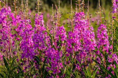 Kuzey Amerika'da Fireweed