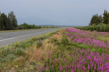 Kanada'nın kuzeyinde Alaska Otoyolu