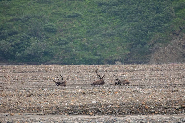 Caribou Desierto Alaska — Foto de Stock