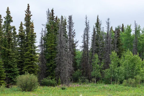 Bosque Abeto Norte Canadá — Foto de Stock