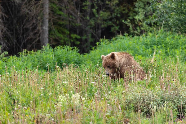 Grizzly Salvaje Canadá — Foto de Stock