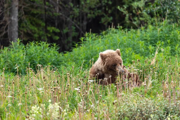 野生灰熊在加拿大 — 图库照片