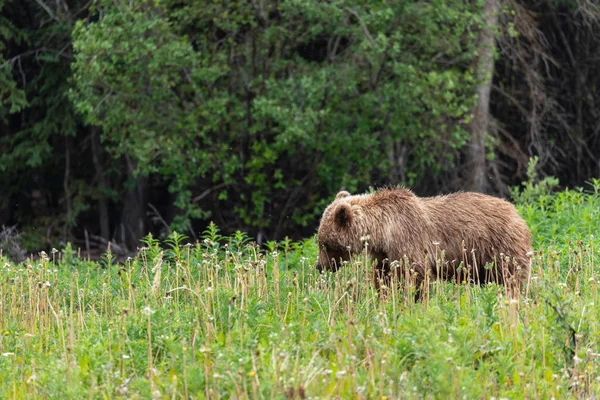 Wild Grizzly Kanada — Stockfoto