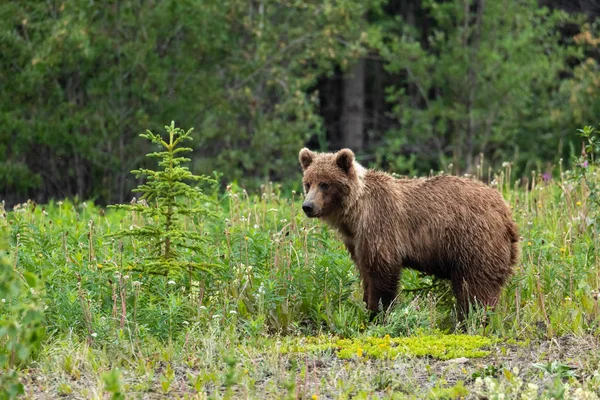 Wilde Grizzly Canada — Stockfoto