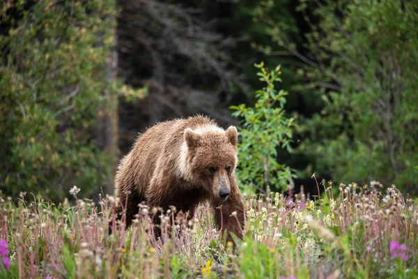 Kanada Wild Grizzly — Stok fotoğraf
