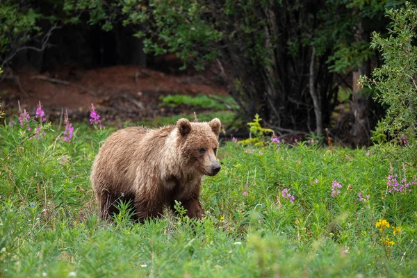 Grizzly Salvaje Canadá — Foto de Stock