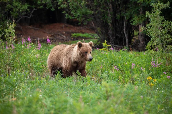 Kanada Wild Grizzly — Stok fotoğraf