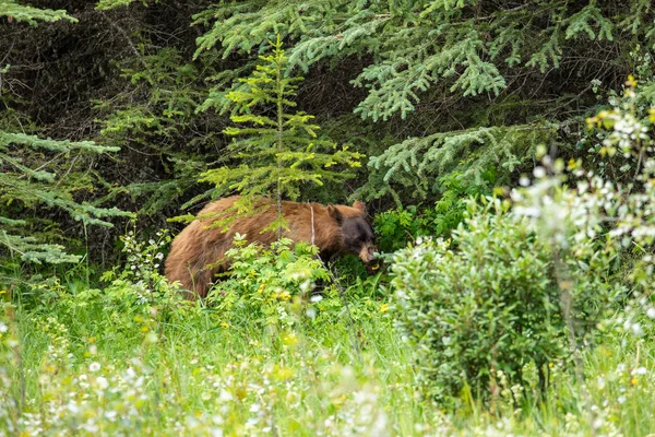 Barna Fekete Medve Banff Nemzeti Parkban — Stock Fotó