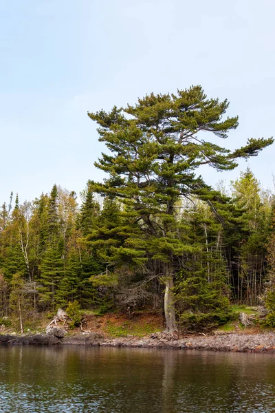 Träd Vid Kusten Nova Scotia — Stockfoto